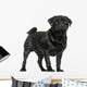 Side View of a Pug Standing, Isolated on White 