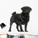 Side View of a Pug Standing, Isolated on White 