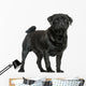 Side View of a Pug Standing, Isolated on White 