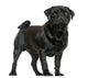 Side View of a Pug Standing, Isolated on White 