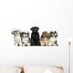 Front view of Dogs in a row, sitting, isolated on white Wall Decal