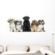 Front view of Dogs in a row, sitting, isolated on white Wall Decal