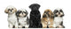 Front view of Dogs in a row, sitting, isolated on white Wall Decal