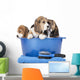 beagle puppies in a basin on a white background in studio 