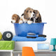 beagle puppies in a basin on a white background in studio 