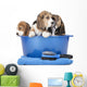 beagle puppies in a basin on a white background in studio 