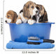 beagle puppies in a basin on a white background in studio 