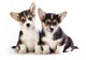 Welsh Corgi Puppy Wall Decal