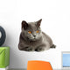British Cat 