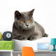 British Cat 