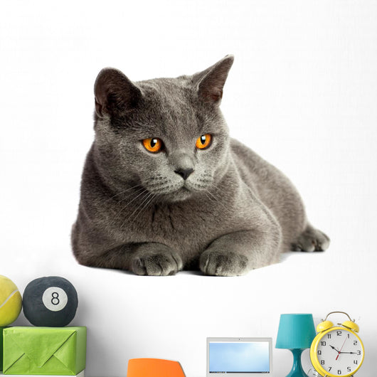 British Cat 
