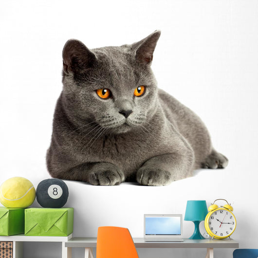 British Cat 