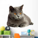 British Cat 
