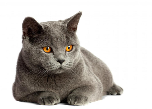 British Cat 