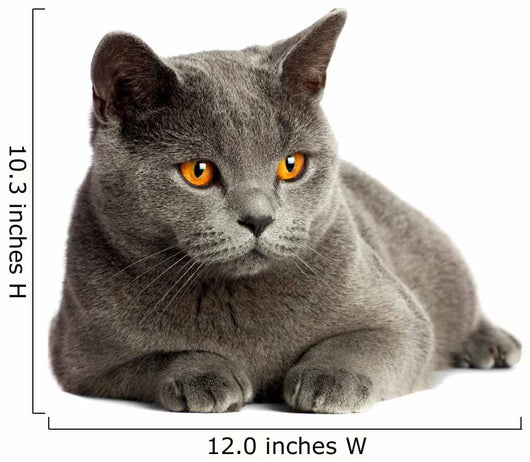 British Cat 