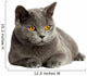 British Cat 