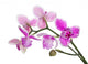 three petals orchids on branch Wall Decal