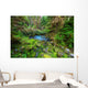 Green forest 