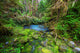 Green forest 