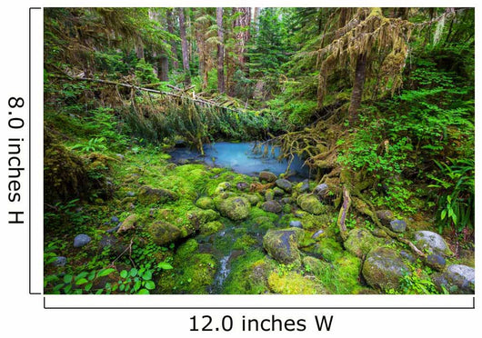 Green forest 