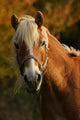 Haflinger Portrait in Evening Sun 