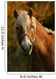 Haflinger Portrait in Evening Sun 