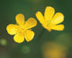 Two Flower Wall Mural