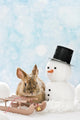 Kaninchen im Schnee 
