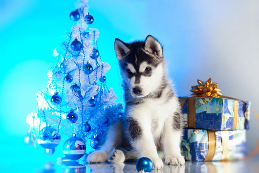 Cute Husky Puppy Wall Decal