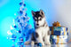Cute Husky Puppy Wall Decal