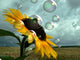 sunflower and bee Wall Mural