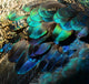 Colorful Peacock Feathers 