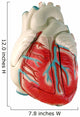 human heart (model) Wall Decal