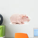 Hairless Cavy Wall Decal