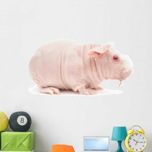 Hairless Cavy Wall Decal