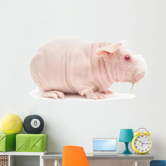 Hairless Cavy Wall Decal