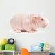 Hairless Cavy Wall Decal