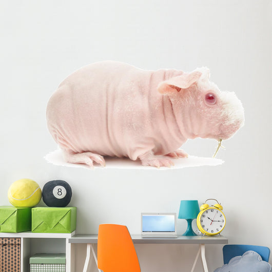 Hairless Cavy Wall Decal