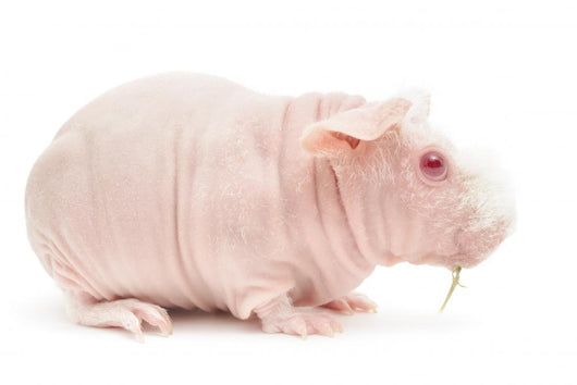 Hairless Cavy Wall Decal