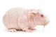 Hairless Cavy Wall Decal