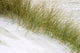 Herbarium Wall Mural