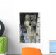 Grey Wolf Canis Lupus Wall Mural