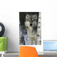 Grey Wolf Canis Lupus Wall Mural