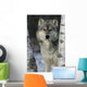 Grey Wolf Canis Lupus Wall Mural