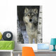Grey Wolf Canis Lupus Wall Mural