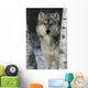 Grey Wolf Canis Lupus Wall Mural