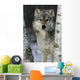 Grey Wolf Canis Lupus Wall Mural