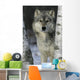 Grey Wolf Canis Lupus Wall Mural