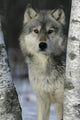 Grey Wolf Canis Lupus Wall Mural