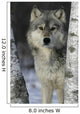 Grey Wolf Canis Lupus Wall Mural